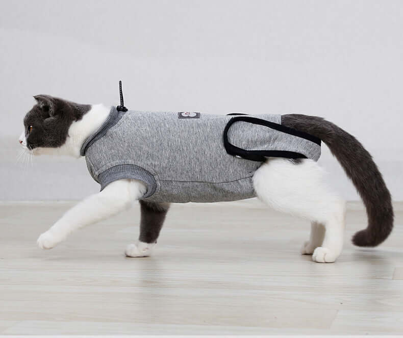 Cat recovery suit after surgery on a cat walking, designed for post-operative support and protection.