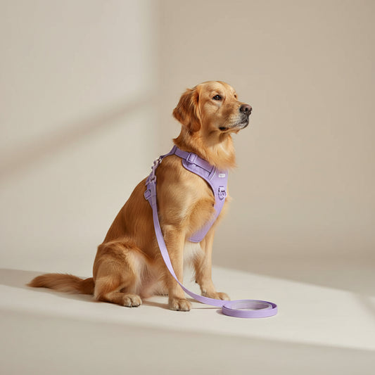 Jelly Color PVC Waterproof Pet Collar & Leash Set