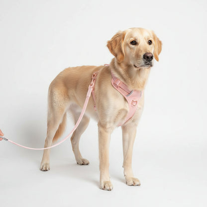 Jelly Color PVC Waterproof Pet Collar & Leash Set