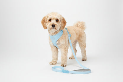 Jelly Color PVC Waterproof Pet Collar & Leash Set