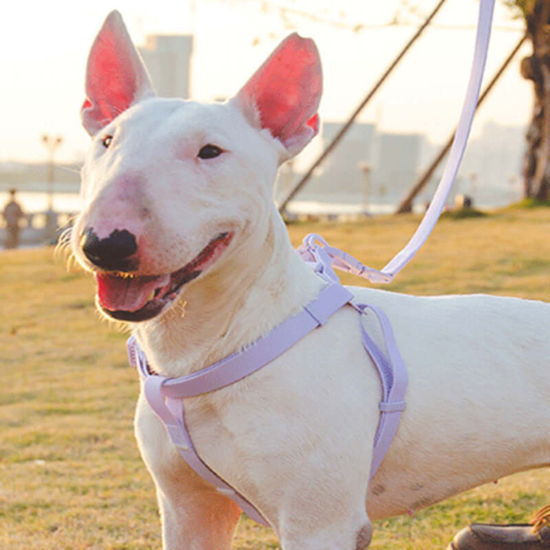 Jelly Color PVC Waterproof Pet Collar & Leash Set