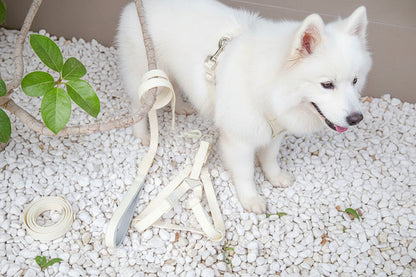 Jelly Color PVC Waterproof Pet Collar & Leash Set